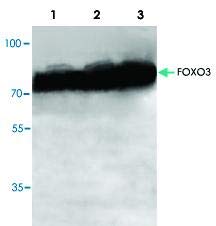 PAB8727 - Méret : 100 mikrogramm - Anti-FOXO3 Nyúl Poliklonális Antitest - Minden (100micrograms)